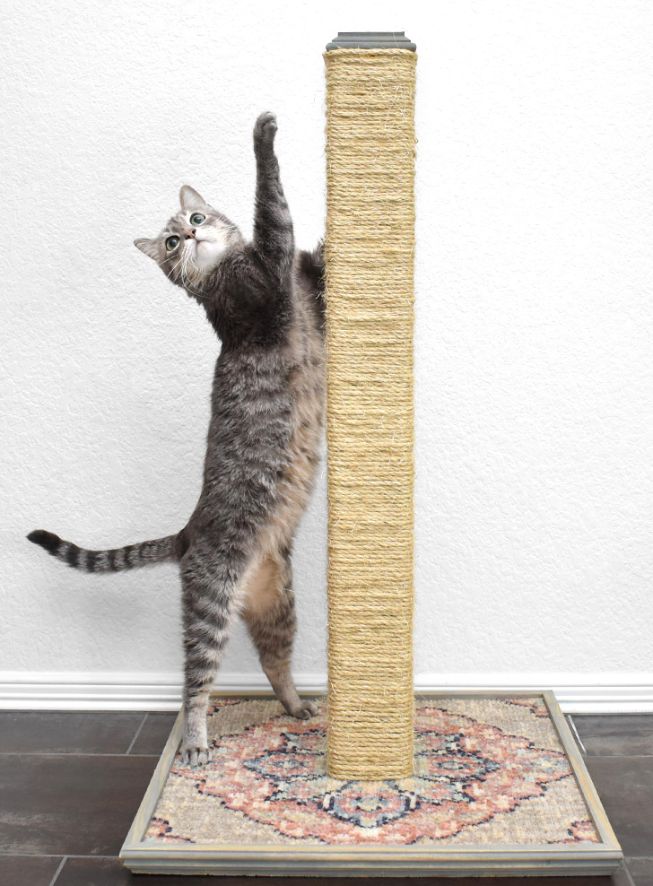 Diy cat scratching post cheap kitty scratcher dreamalittlebigger 32 
