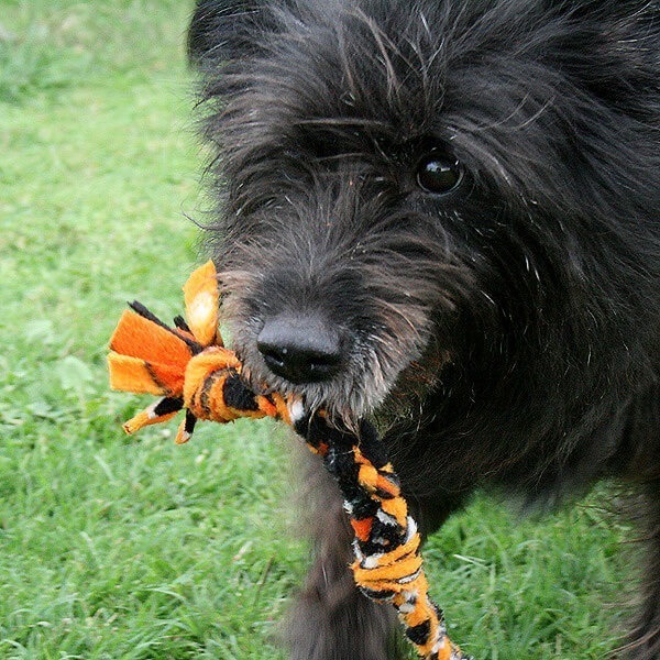 Things to make for your dog at Dream a Little Bigger