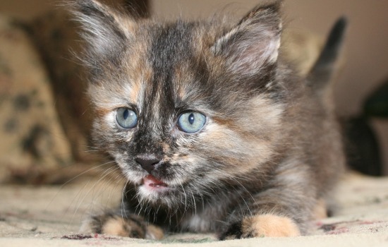 What You Need to Know about Owning Cats BEFORE You Bring One Home