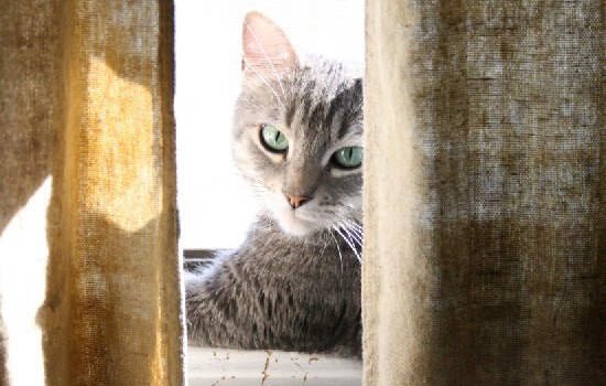 What You Need to Know about Owning Cats BEFORE You Bring One Home