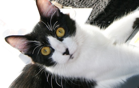 What You Need to Know about Owning Cats BEFORE You Bring One Home