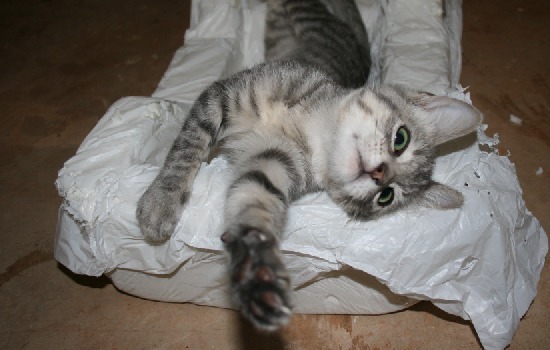 What You Need to Know about Owning Cats BEFORE You Bring One Home