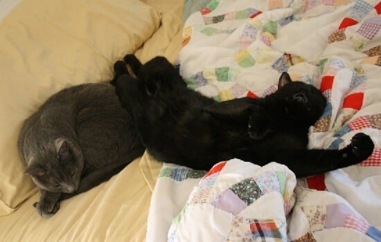 What You Need to Know about Owning Cats BEFORE You Bring One Home
