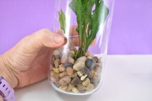 Continue sliding rocks into the jar over and around the plants roots to set it in place.