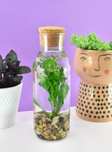 Even if you have a black thumb water terrarium in a glass bottle will thrive with absolutely no effort. See how to add this simple houseplant to your home!