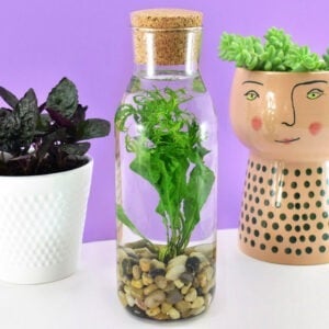 Even if you have a black thumb water terrarium in a glass bottle will thrive with absolutely no effort. See how to add this simple houseplant to your home!
