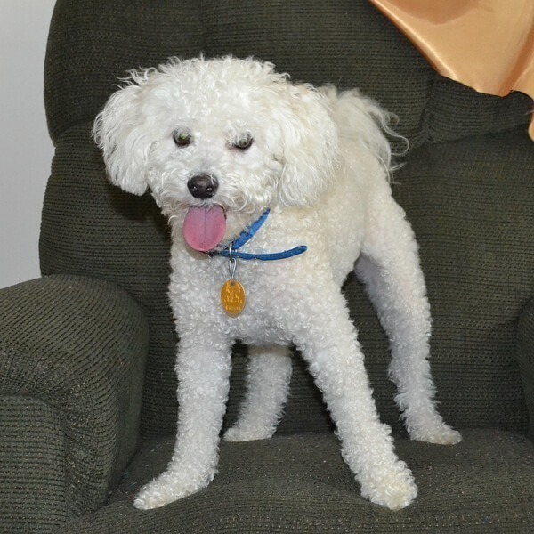 Roscoe and the Purina ONE 28 Day Challenge