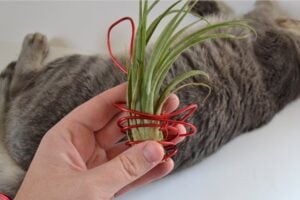 These wire hung air plants are fun and make great little gifts!