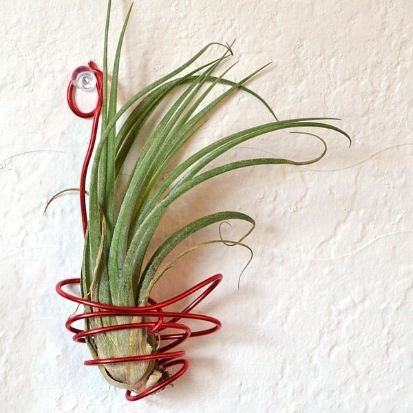 These wire hung air plants are fun and make great little gifts!