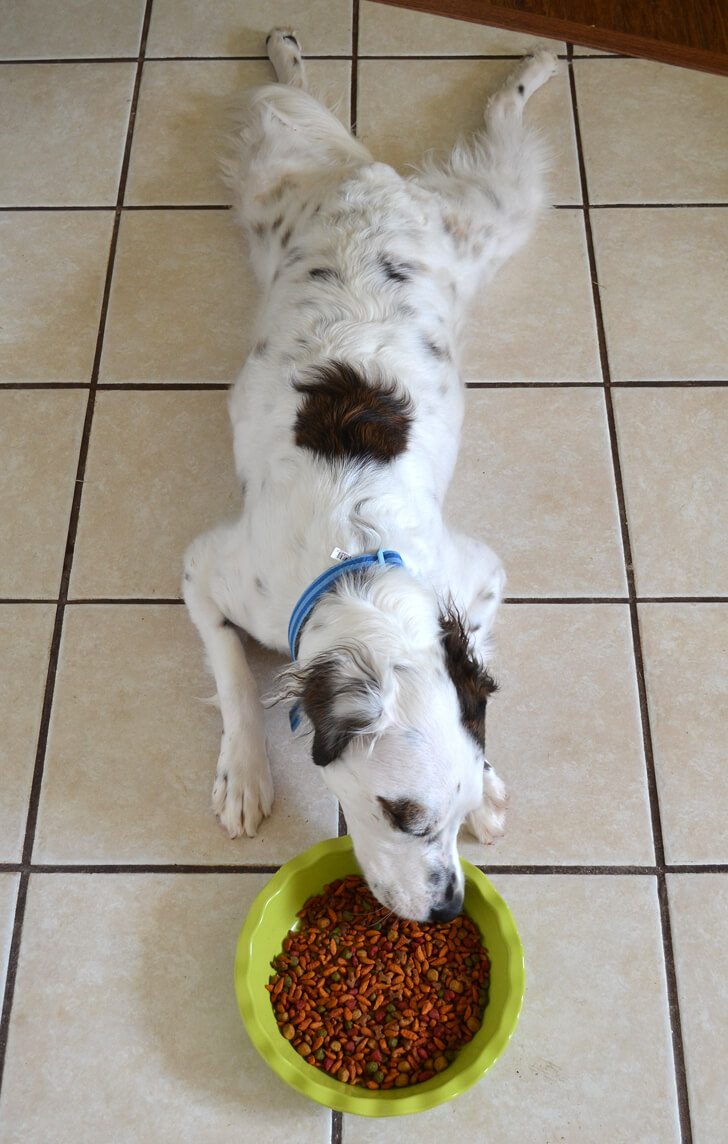 What a cute dog! Apparently he likes Beneful :)