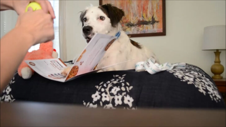 What a cute dog! Apparently he likes Beneful :)