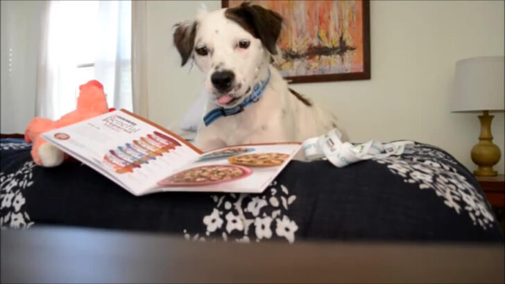 What a cute dog! Apparently he likes Beneful :)