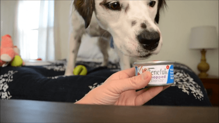 What a cute dog! Apparently he likes Beneful :)