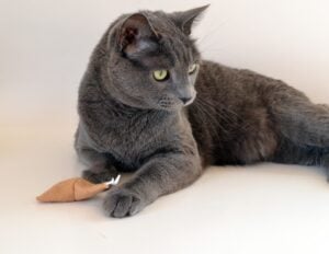 These felt fortune cookies are so cute and a snap to make. Felt crafts are so cheap to make, too! Going to have some happy kitties :)