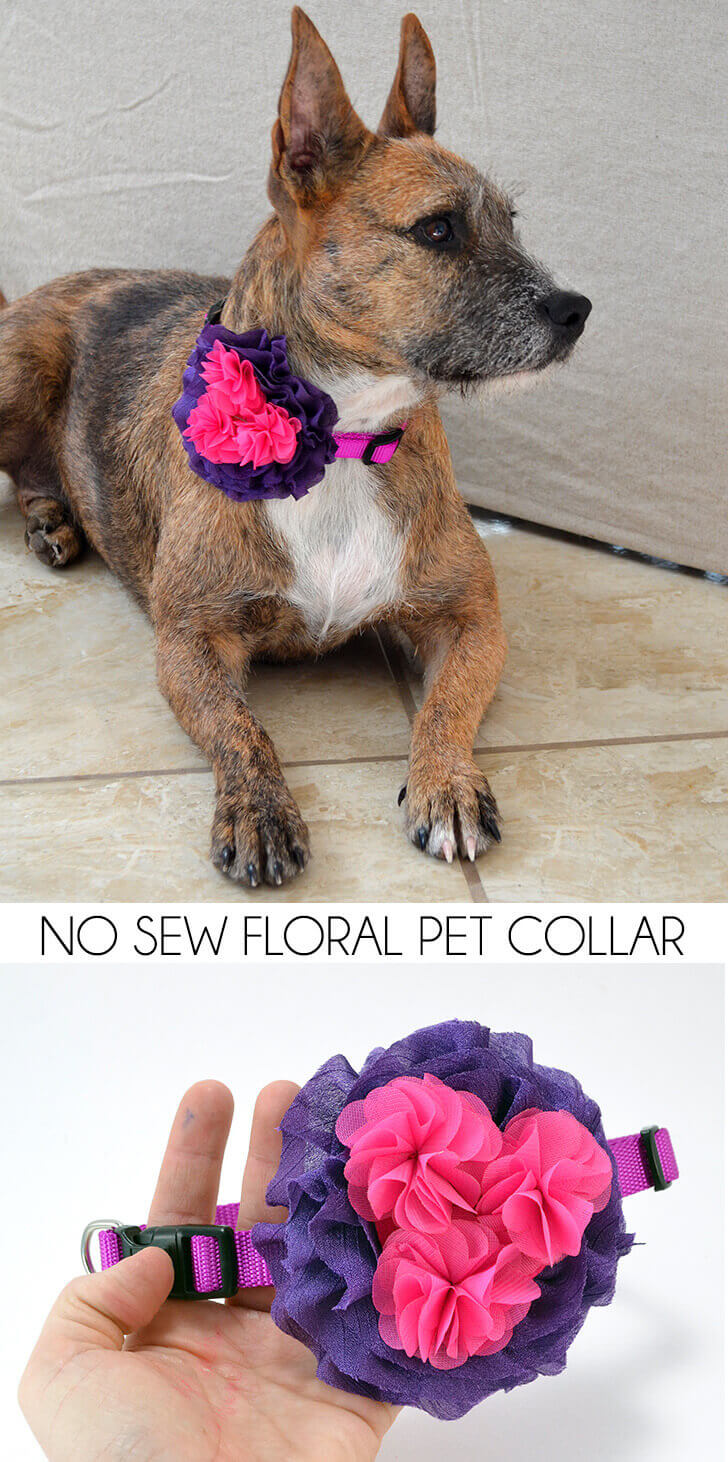 Does your pet need a dressy collar? It's really simple to make a gorgeous no so floral pet color!