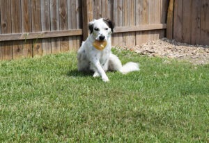 This cool down ice lick will help keep your pets cool on hot summer days!