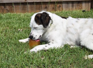 This cool down ice lick will help keep your pets cool on hot summer days!