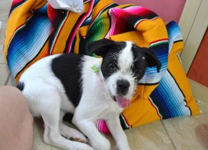 Turn throw blankets into super quick floor pillows with this easy to follow tutorial!