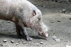 Bearded hog at the Gladys Porter Zoo in Brownsville, TX.