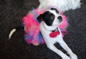 Want to make a super full tutu? Whether it's for a dog or a human (haha!) get the tutorial to make gorgeously full tutu skirts!