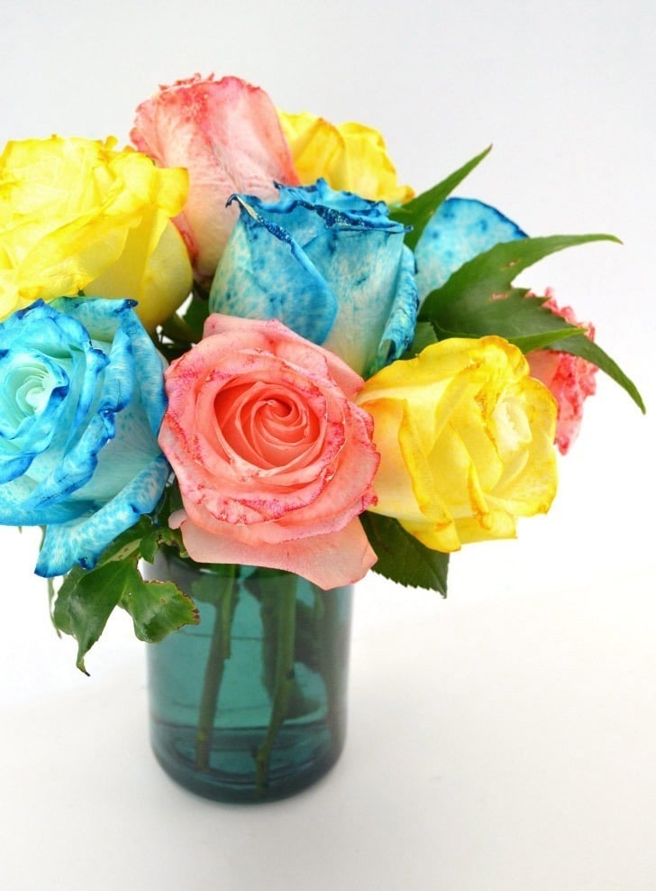 These rainbow dyed roses are gorgeous and a simple yet fun science experiment. What colors of roses will you create?