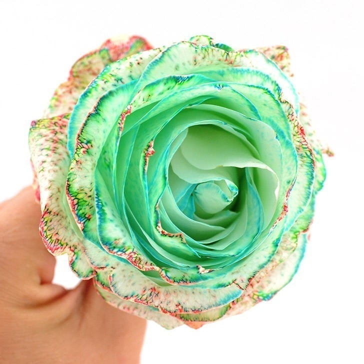 Rainbow Dyed Roses Dream a Little Bigger