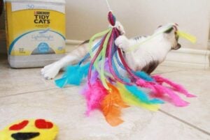 If your kitty loves feathers, and what cat doesn't, she's going to LOVE these DIY feather toys you can make from her. So much sturdier than store bought and cats love homemade!