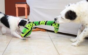 Dog toys can be so expensive! Learn how to patch up old dog toys and how to bring them back to life without stuffing for dogs with a destructive playing style.