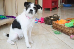 Dog toys can be so expensive! Learn how to patch up old dog toys and how to bring them back to life without stuffing for dogs with a destructive playing style.