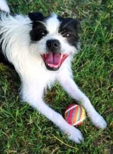 Do you have a dog with sensitive skin? Make your own DIY dog shampoo for pennies on the dollar made special for your pooch's needs!