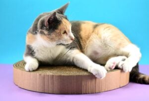Put those Prime boxes to good use. Let's make a DIY cardboard cat scratcher from the boxes you’ve got piling up in the garage!