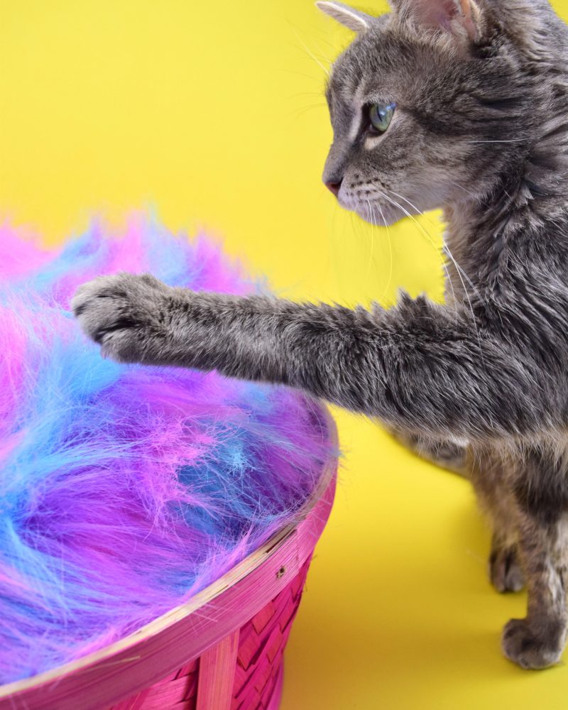 Repurpose those old Easter baskets! Use whatever fabric you already have on hand and an old pillow for an Easter basket cat bed your kitties will love!
