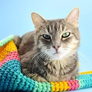 Pet Projects at Dream a Little Bigger