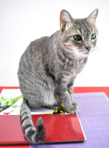 In my experience kitties prefer homemade toys over store-bought every time! These super adorable catnip gifts are both easy and inexpensive to make and totally cat approved!