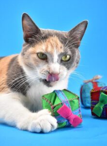 In my experience kitties prefer homemade toys over store-bought every time! These super adorable catnip gifts are both easy and inexpensive to make and totally cat approved!