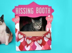 Don't you just love this "hissing booth" cardboard cat hideaway? All you need is a moving box and some cardstock to make this adorable kitty play place.
