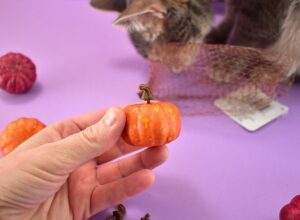 In the fall decor aisle of your craft store look for little pumpkins approximately this size.