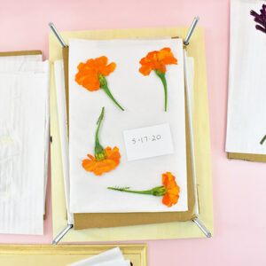 Now you will need to replace all of the thin paper. As you handle it you'll notice it can get quite damp, soaking up the moisture away from the flower as it is pressed out. 