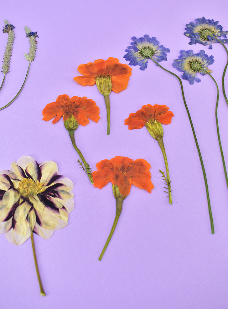 Aren't they just lovely? Pressed flowers to use in crafts to remind me of the gorgeous end results of so much hard work :)