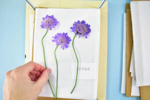 Open the flower press and place a piece of cardboard, then thin paper on top of the wood, in between the bolts.