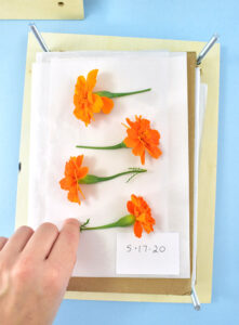 Continue adding layers of flowers to press sandwiched in between 2 layers of thin paper.