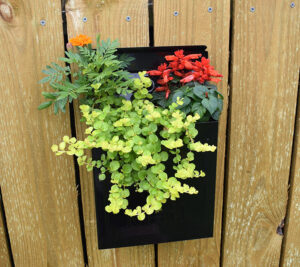 As time goes on and you can tell how the plants are going to fill out, you can add more planting. I wouldn't advise going over 4 plants so that all of them have ample root room.