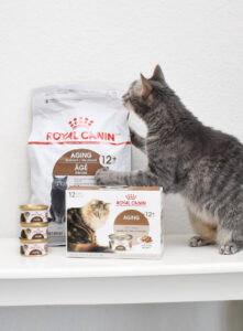 Comfortably take your cat to the vet by making them a DIY Cat Crate Cushion that's sure to help ease the discomfort of their trip!