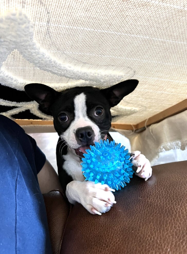 However, because it is the sofa little Miss Opal does tend to want to play but it's easy enough to toss her ball in between stitches!