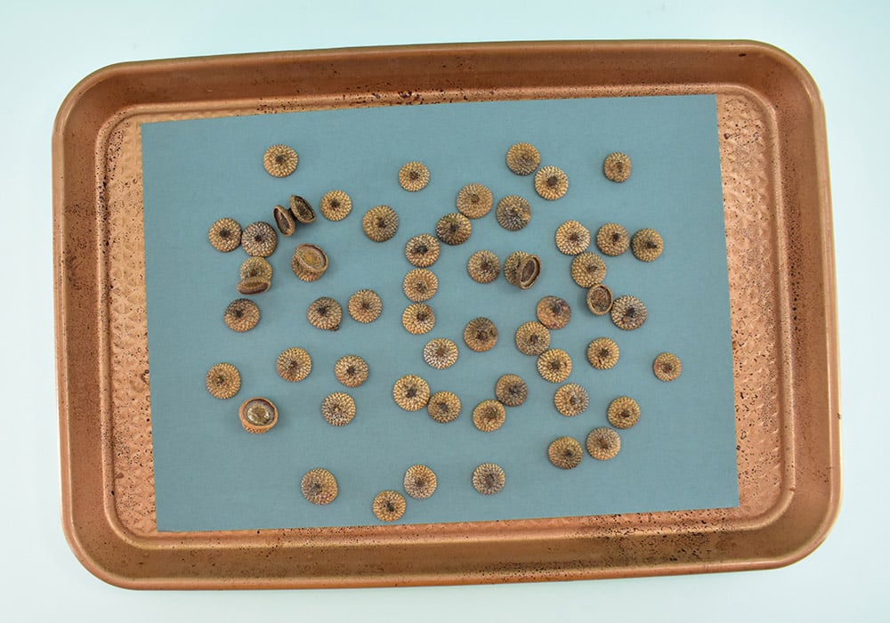 Collect your acorn hats and place in a zipper bag. Add a good splash of vinegar to the bag and roll the acorn tops around sort of agitating them and cleaning them. Fill the bag with water, agitate and carefully drain. Repeat a few times until the water is clear. Transfer the wet hats onto a cookie sheet. Air dry or bake at 200℉ for about 20 minutes to dry.