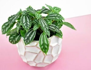 The Aluminum Plant/Watermelon Plant (Pilea cadieri) is a nontoxic pet safe houseplant you can have around your cats and dogs without worry.
