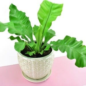 The Bird’s Nest Fern (Asplenium nidus)  is a nontoxic pet safe houseplant you can have around your cats and dogs without worry.