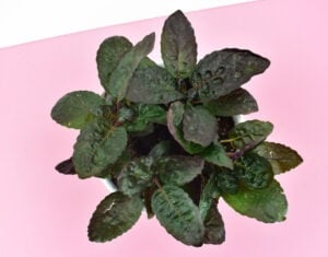 The Purple Waffle Plant (Hemigraphis alternata) is a nontoxic pet safe houseplant you can have around your cats and dogs without worry.