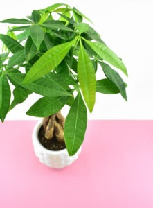 The Money Tree Plant (Pachira aquatica) is a nontoxic pet safe houseplant you can have around your cats and dogs without worry.
