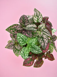 The Polka Dot Plant Hypoestes Phyllostachya Is A Nontoxic Pet Safe Houseplant You Can Have Around Your Cats And Dogs Without Worry Dream A Little Bigger